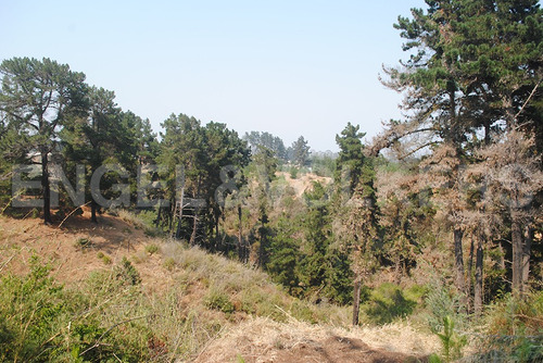 Terreno En Algarrobo