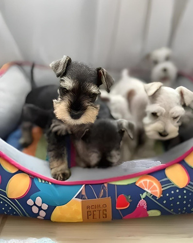 Ofrezco Cada Cachorro Schnauzer Minitoy En 200