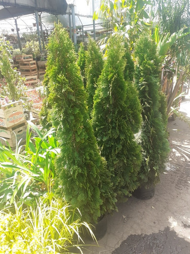 Imagen 3 de 4 de Arbol De Navidad , Pino Natural, Thuja Smaradag 1.20mts