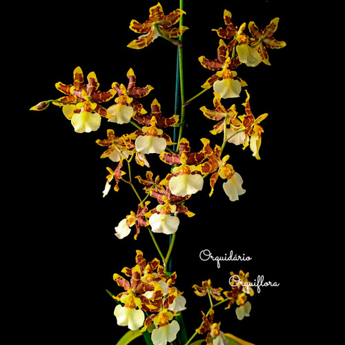 Orquideas Dama Dançante Oncidium Sphacelatum ! Planta Adulta | Parcelamento  sem juros