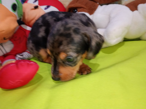 Cachorros Salchicha Dachshund Arlequín Plata.