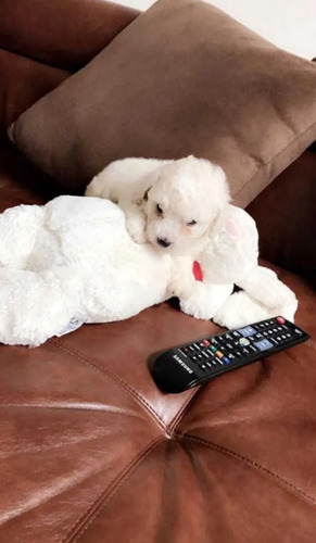 Poodle Toy Micro Toy