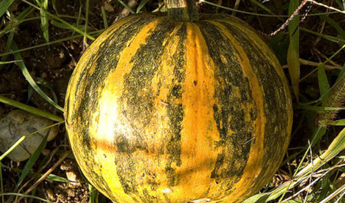 50 Semillas De Calabaza Zapallo + Instructivo 