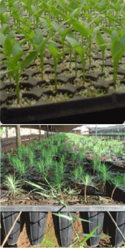 Imagen 5 de 6 de Bandeja Germinacion Carluccio Cultivo Almacigo Huerta X10uni