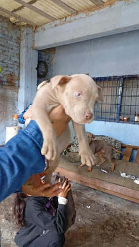 Perro Pitbull