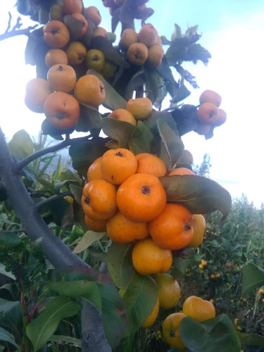Tejocote, Tecojote, Orgánico Para Maceta Enano (con Semillas