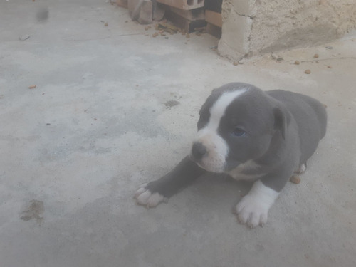 Imagem 1 de 4 de American Bully Macho