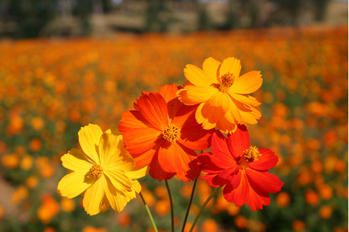 80 Sementes Cosmos Luces Brilhantes Bright Lights Flor Panc