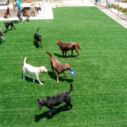 Imagem 4 de 4 de Grama Sintética Higiênica 2x8m (16m²) Pets Gato Cachorro