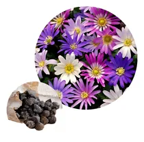 Comprar Bulbos De Anemonas Blanda X10 Bulbos Mezcla Imp. Holanda