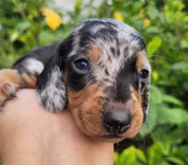 Comprar Hermosos Cachorros Salchicha Arlequín #mini #hermosos