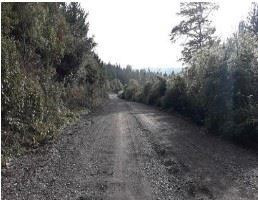 Venta Predio Forestal Curacautín Sin Comisión De Corretaje