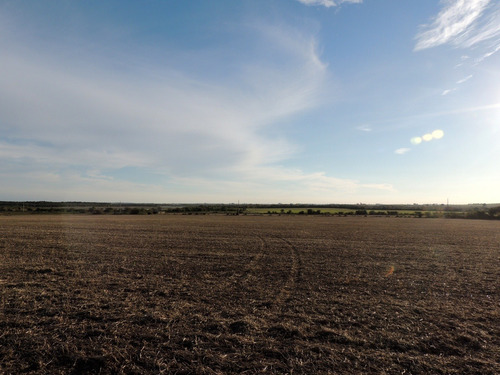 Campos Venta 60 Has Agrícolas Carmelo