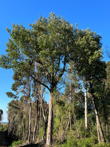 Loteo Don Jaime / Región De Los Lagos (67191)