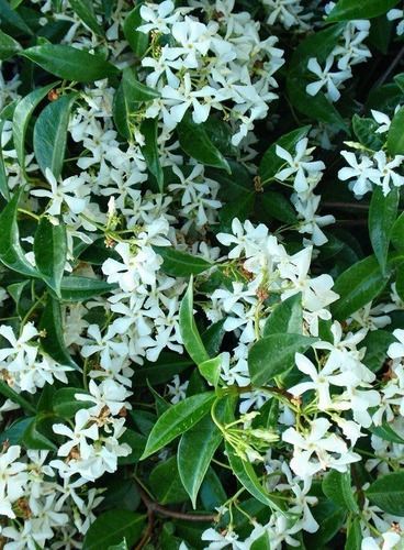 Imagen 3 de 3 de Jazmin Helice - Planta 40cm Jasmin De Aroma Enredadera