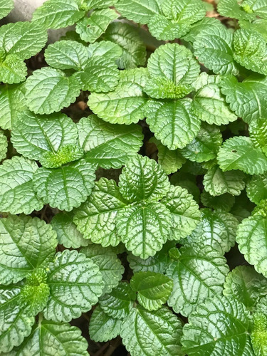 Planta Planta Que Se Llama Dolar