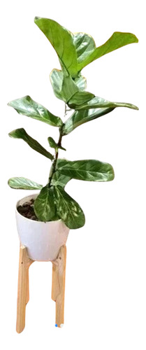 Ficus Pandurata En Maceta Premium 27 Y Pie Nórdico 