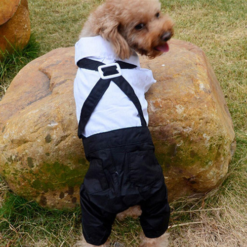 Jk Ropa Elegante For Mascotas Con Corbata Xl