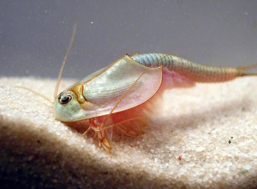 Kit Para Criar Triops / Similar Sea Monkeys (Usado)
