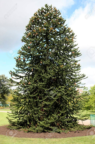Imagen 1 de 3 de Araucaria Araucana