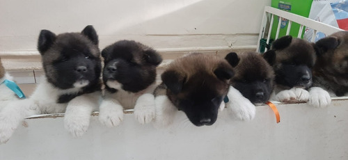 Akita Americano Cachorros
