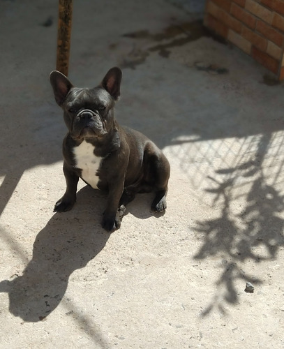 Bulldog Francés Macho Exótico Blue Merle