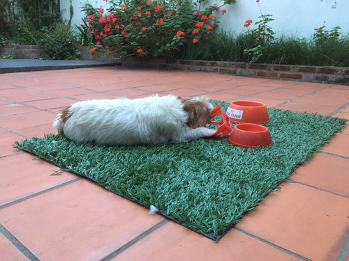 Alfombra Mascota Césped Sintético Sanitaria 