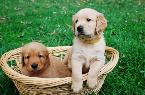 Golden Retriever Premium De Selección - Criados Con Amor
