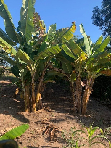 Imagem 5 de 14 de Chácara 5.500mts, Pomar Formado E Casa Iniciada De 4 Cômodos