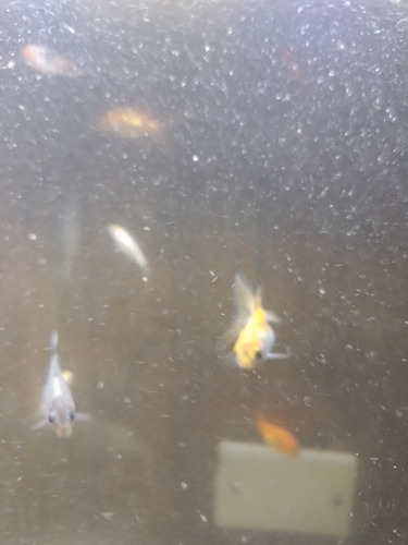 Peces De Agua Fria Shubunkin Cometas Y Goldfish De 2cm Varios