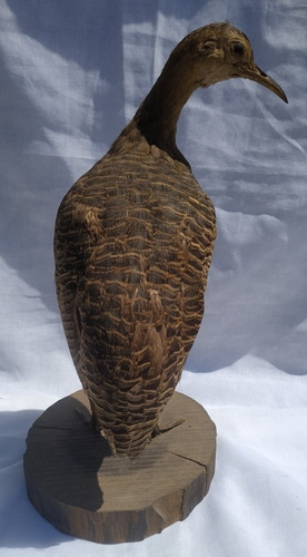 Taxidermia Martineta Colorada Pieza Única