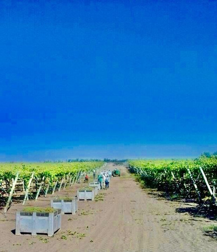Greenwood Vende Inmaculada Finca En El Departamento De San Martin, Tres Porteña.