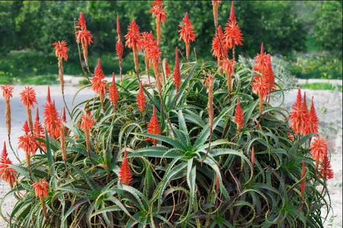 100 Sementes De Babosa Flor Vermelha | Parcelamento sem juros