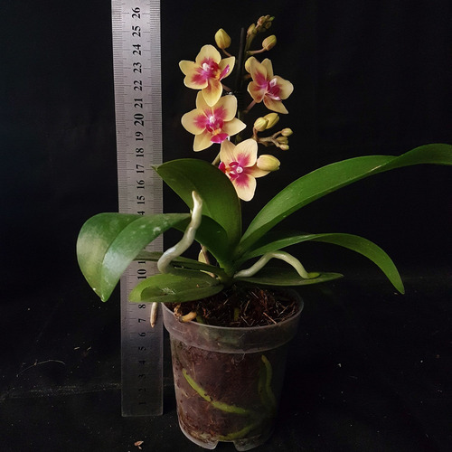 Orquídea Phalaenopsis Mini Flor Amarela, Planta Adulta | MercadoLivre