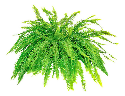 Condicionador De Solo Para Samambaia (2kg) Vitaplan