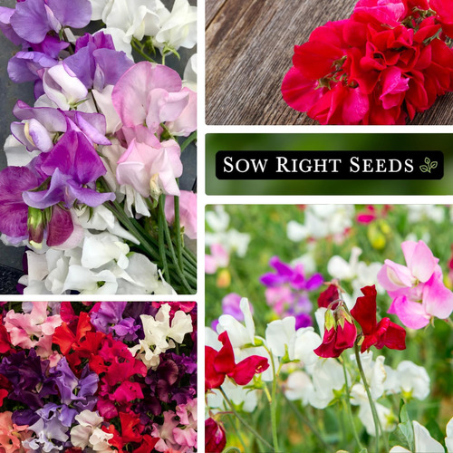 Sow Right Seeds - Semillas De Guisantes Dulces, 5g
