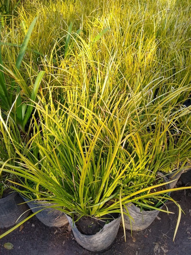 Promo Pack 5 Acorus Calamus Variegado - Palustre - M 3 Lts