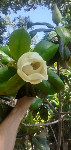 Magnolio, Magnolia. Magnolia Grandiflora 10lts