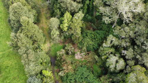 Hermosa Parcela Bosque Nativo Entre Lagos Puyehue Y Rupanco