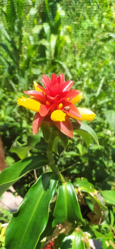 Costus Barbatus