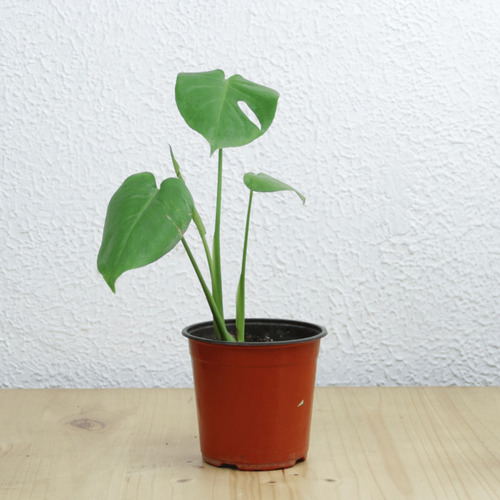 Monstera Deliciosa Planta De Interior Fácil Cuidado