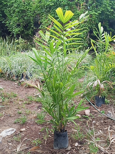 Matas De Jardín, Ornamentales Y Frutales Palma Carabobo