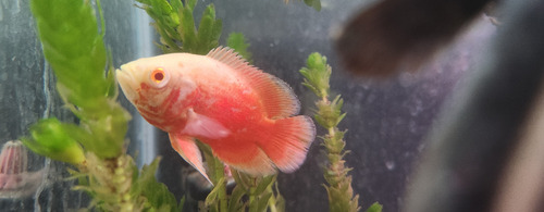 Pez Oscar Astronotus Super Red Importado Rojo