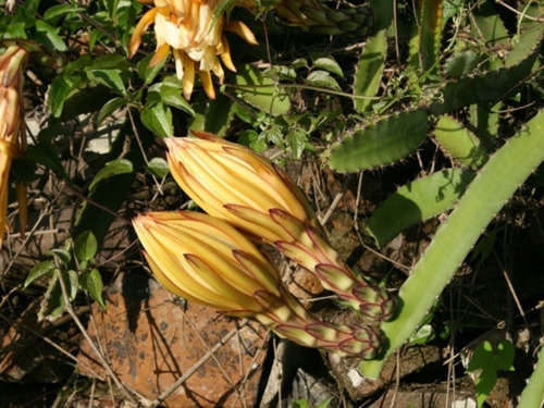 Muda De Pitai.a Roxa Com 20cm-25cm C/raiz