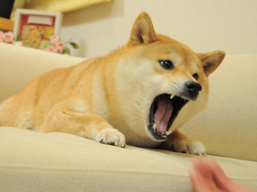 Monedero Importado Pop Shiba Inu Perro Memes C/ EnvĂo Gratis