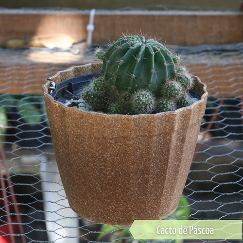 Cacto De Páscoa Mudas Plantas Suculentas Cactos | MercadoLivre