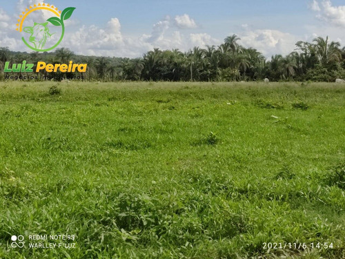 Imagem 8 de 15 de Fazenda À Venda Em Dois Irmãos - To - 561,44 Hectares (pecuária) - 2084