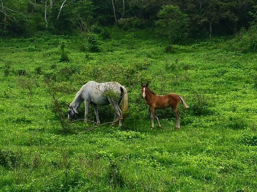 Imagen 3 de 10 de Rancho La Flor