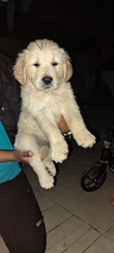 Perros Golden Retriever 