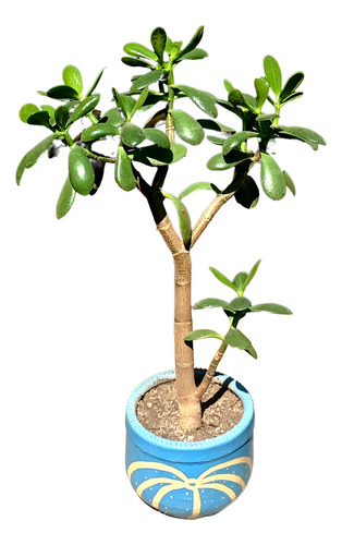 Suculenta Crassula Ovata(jade) Maceta Arcilla